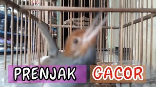 Si Kecil Suara Pedas | Prenjak Kepala Merah GACOR 'NARUNG'
