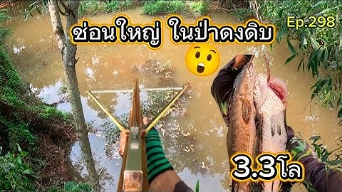 Ep.298 ช่อนใหญ่ในป่าดงดิบ สองตัว3.3โล#ยิงปลาบนบก#ยิงปลาด้วยหน้าไม้