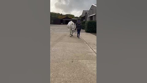 Toffee Dynamic Assessment Walk Cranial View