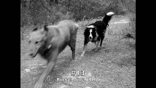 Celebrity Doggin' Long Island: The 30 Best Places to Hike With Your Dog in New York's Playground Net Worth