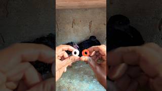 21 day baby pigeon ring #pigeon #birds #ring