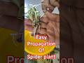 Easy propagation of Spider plant ☘️#propagationofspiderplant #spiderpups #multiply yourspiderplant