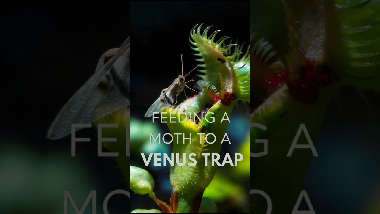 Feeding a Moth to a Venus Flytrap 😱 
