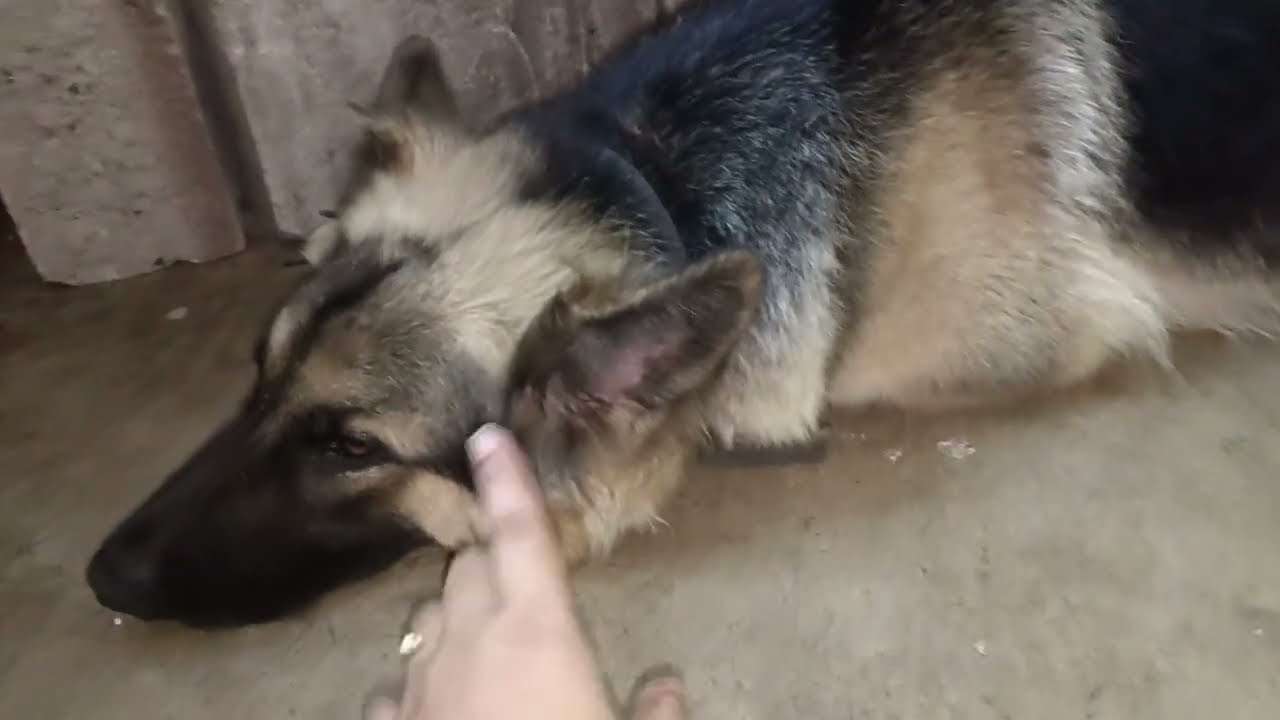 61 days pregnant german shepherd dog ll 61 days pregnancy symptoms of dog ll 61 days pregnant dog l