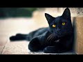 كل المعلومات عن القط الامريكي الاسود بومباي BOMBAY CAT