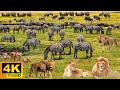 4k african wildlife arusha national park  scenic wildlife film with real sounds