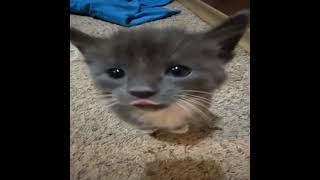 deftones - entombed (sped up)