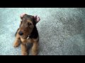 AIREDALE PUPPY AT 12 WEEKS