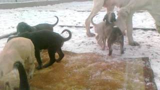 My Kazakh Tazys Puppies 35 Days Old With Their Mum - Chequita And Dad - Amigo