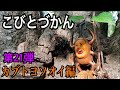 【こびとづかん】カブトヨソオイ見つけるまで帰れま10!!