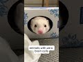 animals with zero brain cells 2 😂😭 | animals on the internet pt. 11