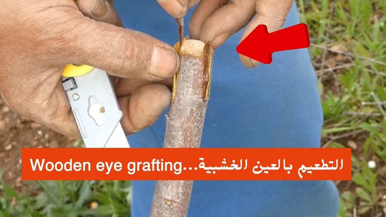 التطعيم بالعين الخشبية، تغيير صنف الشجرة، طريقة التطعيم الحديثة..#قناة_الظهرة_الفلاحية