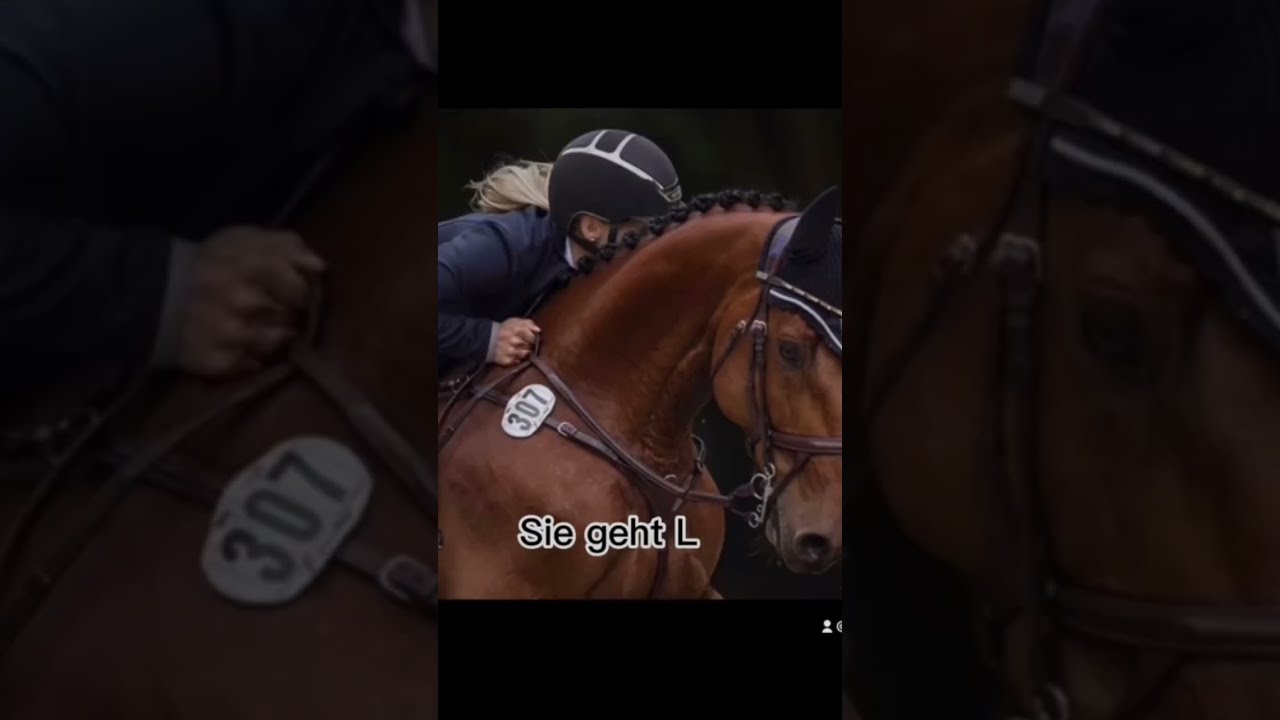 Part 3 Ideen Bitte In Die Kommis Pferde Lustig