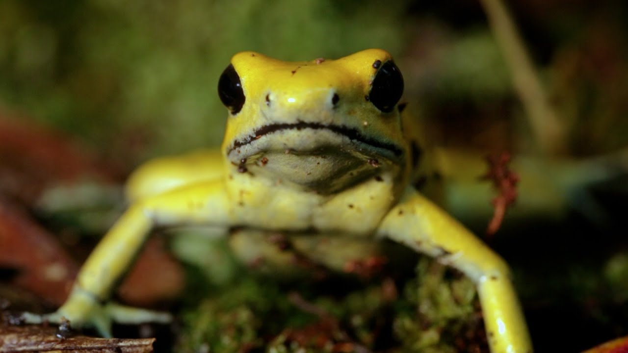 KOKOI EUJA.   (English Teaser 05/05/25)