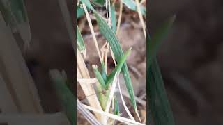 Una avispa disfrazada 🐝🐜 #animals #viral #viralvideo #avispas #mutilido #ants