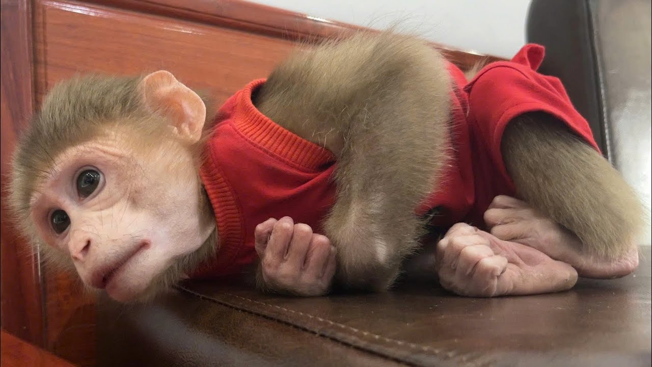 Sending this gift to you, @chadiaguichard6258. Wishing you much happiness.