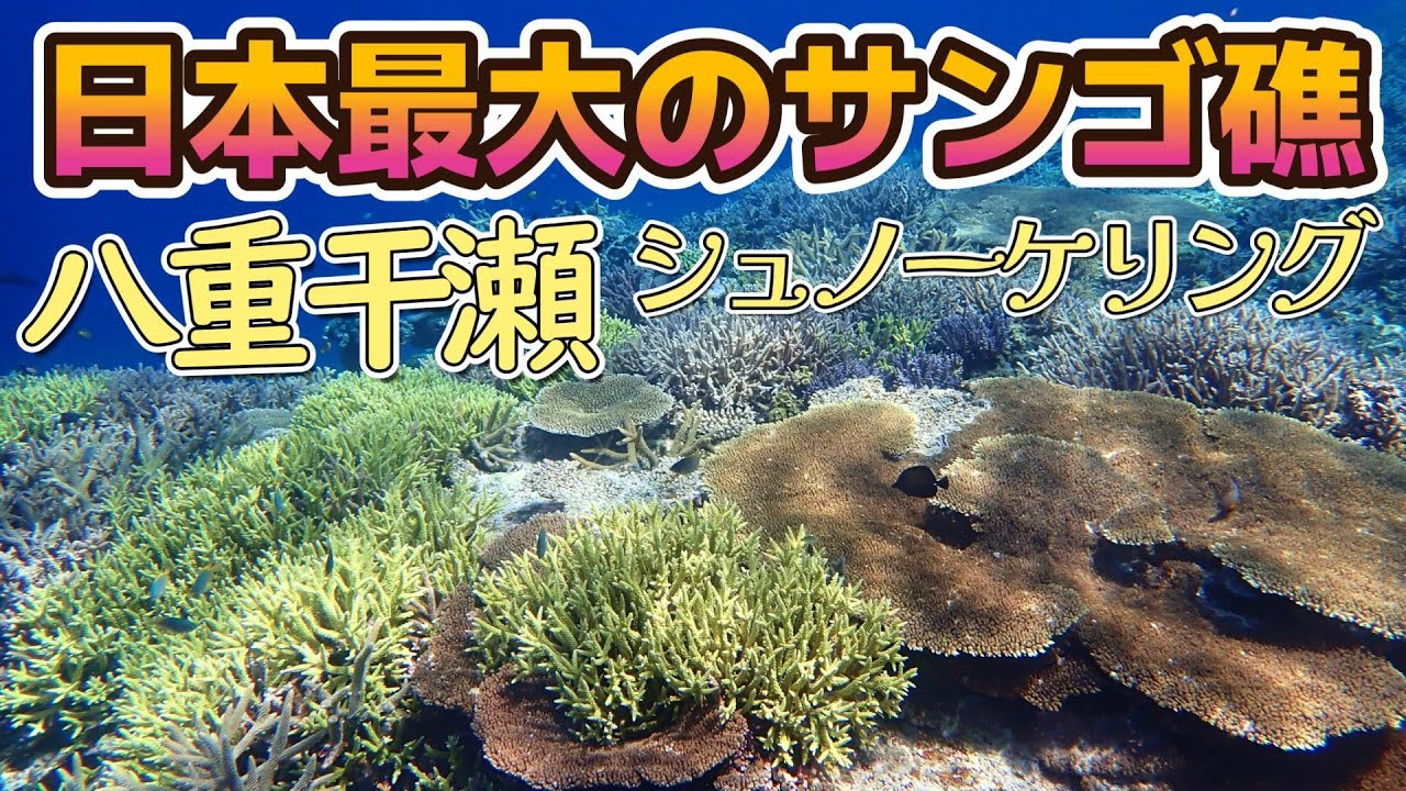 奇跡の海 八重干瀬 日本最大のサンゴ礁 海好きなら絶対行って【2025年5
