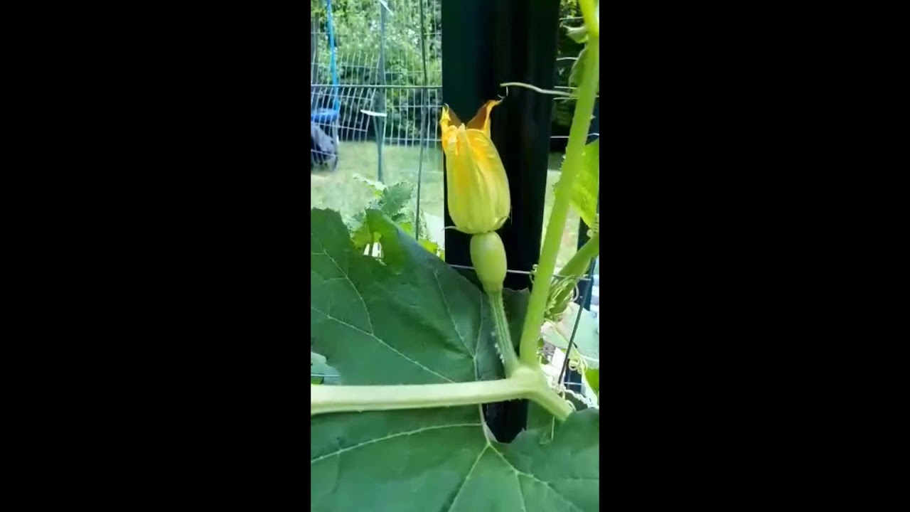 Identifying 3 Basic Parts of a Squash Plant YouTube