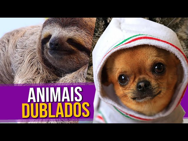 Vídeos ENGRAÇADOS de Animais Dublados - Episódio 36 