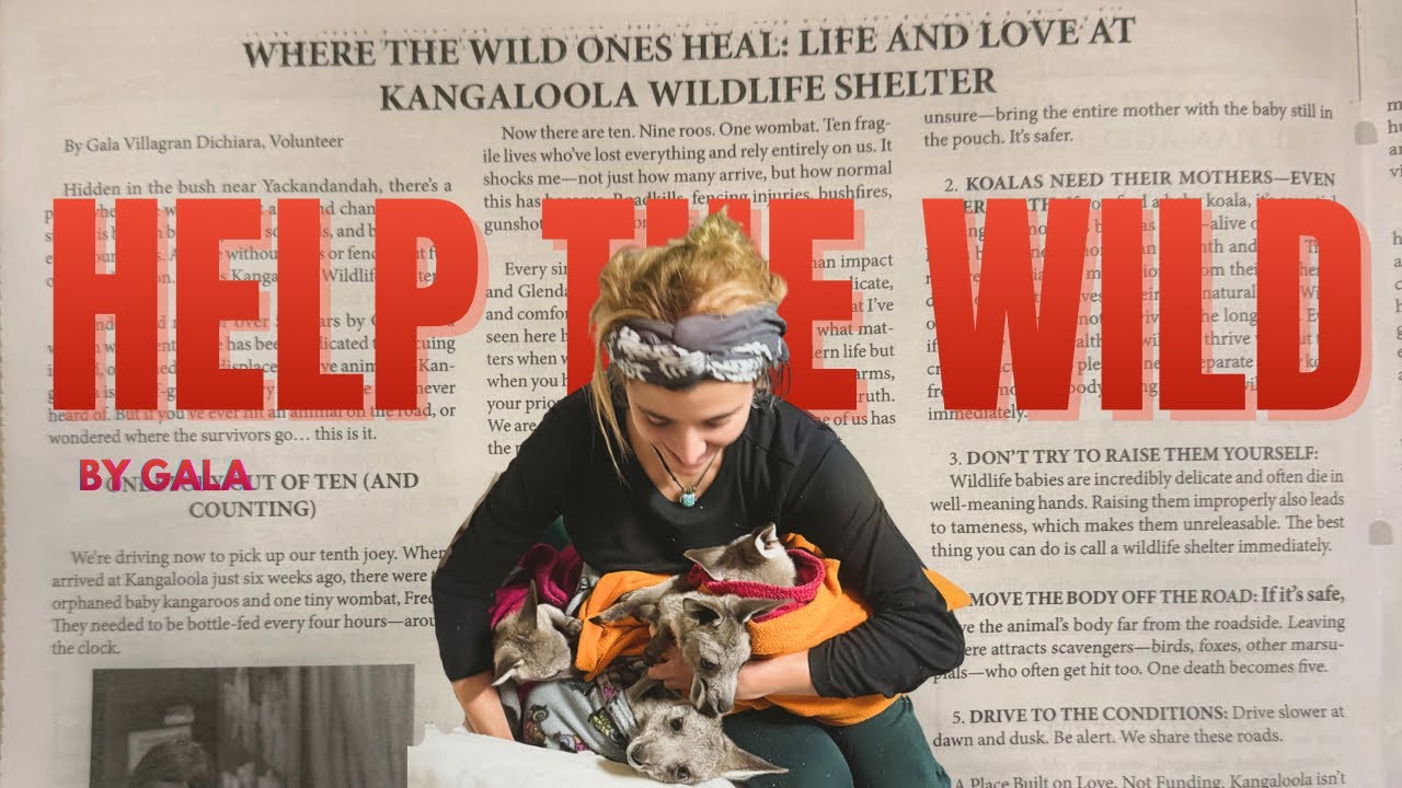 We Can’t Save Them All, But We Can Stop the Suffering | Wildlife Shelter