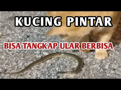 Video: Kucing Mana Yang Paling Pintar?