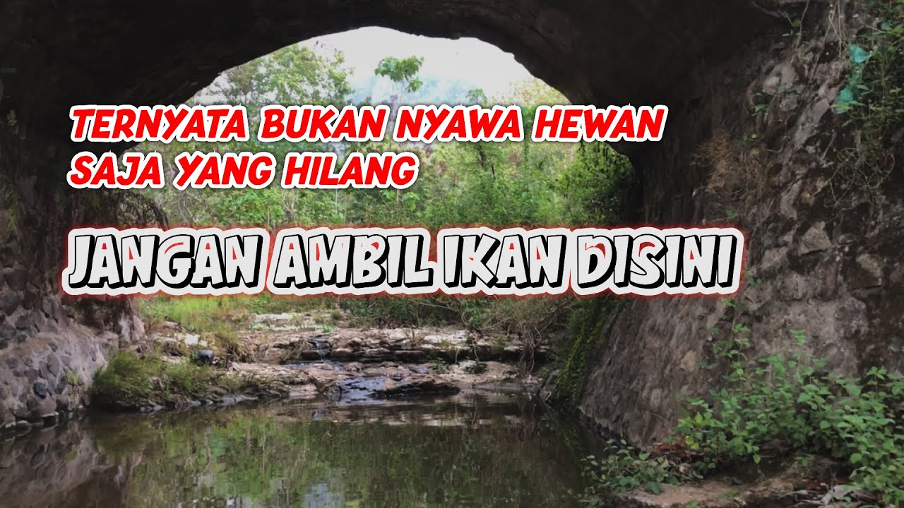 Jejak Richard Purbo Sasongko Mas Paijo Official Sudah Pernah Kesini Semua | Kedung Lele Jawa Tengah