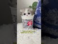 That’s such a cute kitten!#CuteKitten#KittyLove#FurryFriend