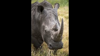 Amazing facts about Rhinoceros