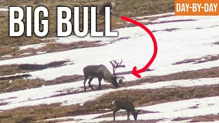 You Better Shoot That Thing! | Yukon Caribou and Moose (Ep.1)