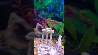 Molly Fish Has Popeye One Of My Older Fish. Move Her To The Hospital Tank.