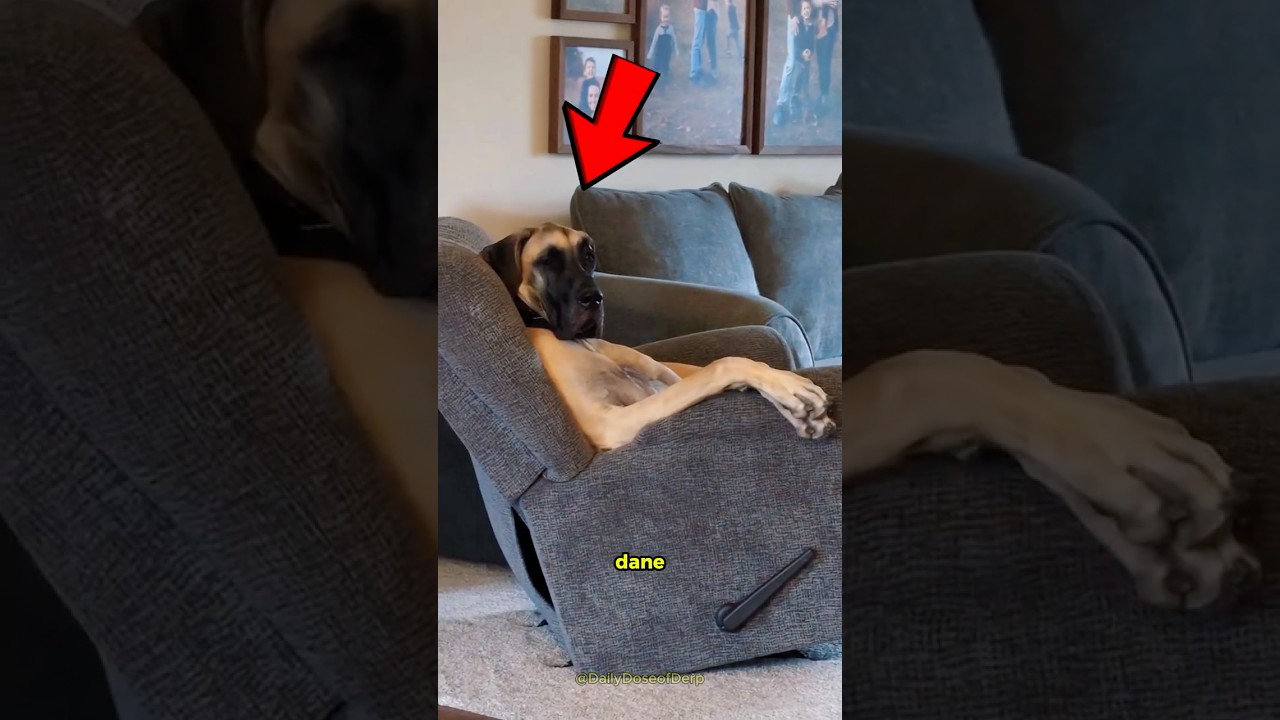 Planning to get a Great Dane? Watch this! 😃 