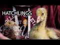 I&#39;ve Been Secretly Hatching | 100 Days of Farming (Day 55)