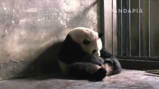 pandapia 20140701 太陽産房-工作人員將補完奶的星語帶回育兒室內，換星願去補奶，工作人員把星願放回到娅星獸舍內，娅星很有愛的抱著星願
