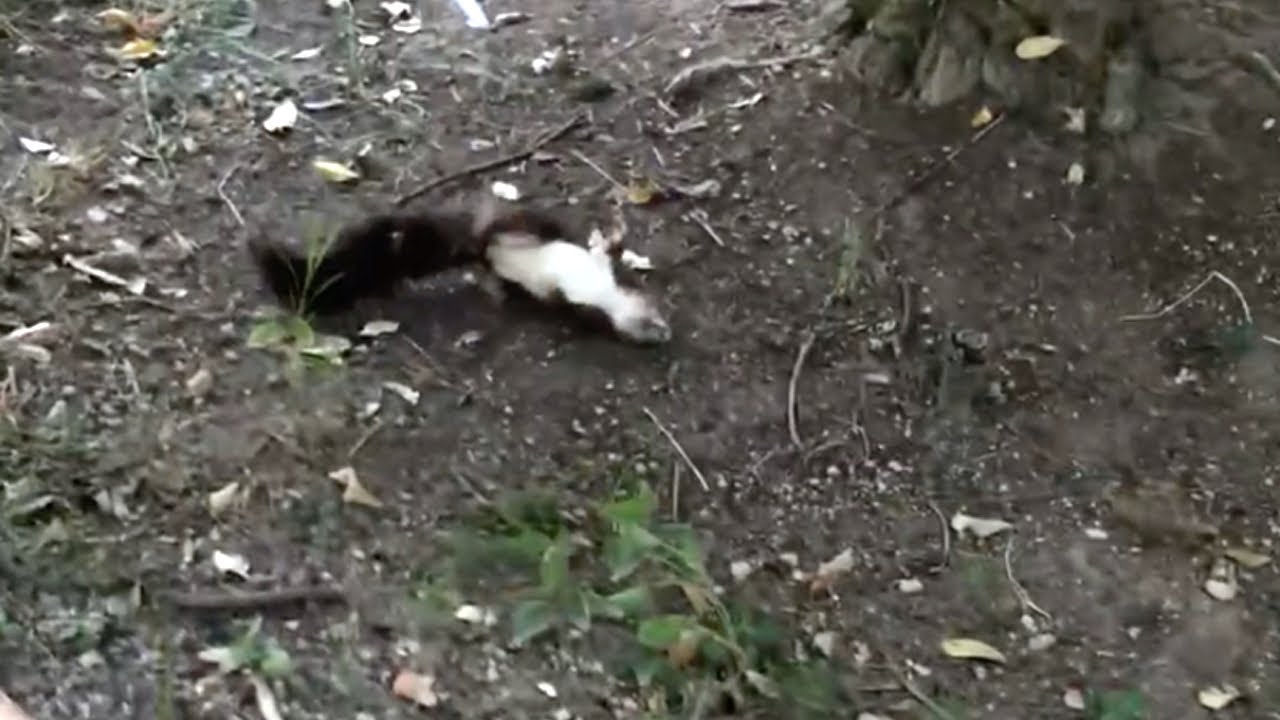 Trova un animaletto che si contorce per terra. Lo raccoglie e sa che dovrà agire il prima possibile