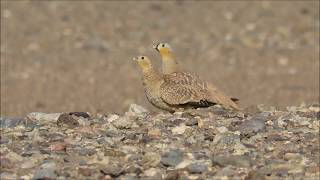 GANGA CORONADA | CROWNED SANDGROUSE (Pterocles coronatus) - Marruecos | Morocco