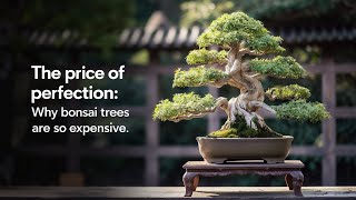 The Price of Perfection: Why Bonsai Trees Are So Expensive?  //Abir STA