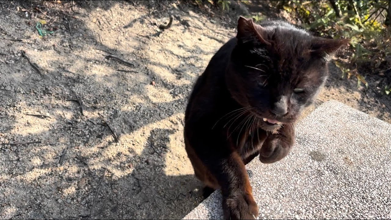 ベンチに飛び乗って早速撫でてくれと呼んでるデカい黒猫どんちゃん