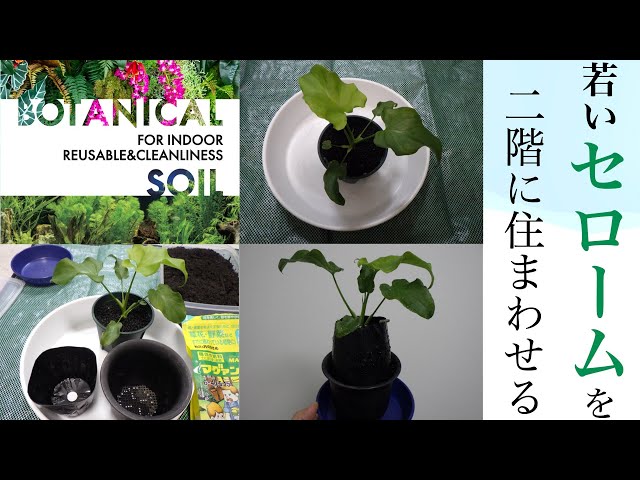観葉植物、初心者でも安心セローム２ 楽天市場】【 観葉植物 セローム コンパクト 】【鉢が選べる】5号鉢