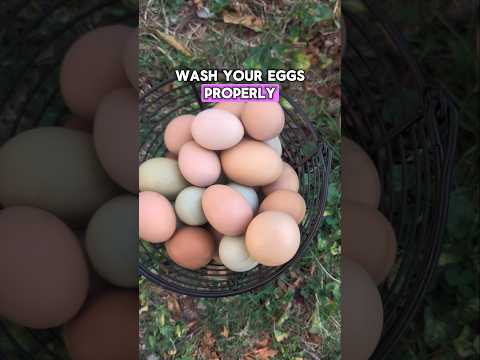 Egg Wash For Fresh Eggs