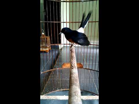 Murai Elek Kaya Kethek Tkm Birdland Pageraji