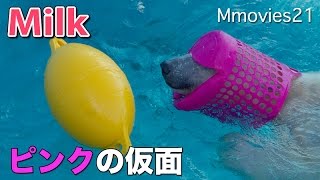 Pink Polar Ranger ピンクのしろくま仮面　ホッキョクグマ　ミルク