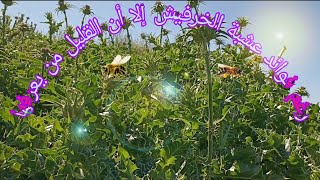 فوائد عشبة الخرفيش/ نبات السلبين المريمي