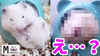 ハムスター生後一ヶ月の天使のお顔…成長するとこうなります。可愛いおもしろ癒しCute sleeping face of a one month old hamster