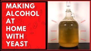 Home Made Alcohol- Sugar Wash #chemistry #alcohol #yeast