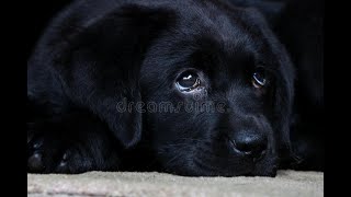 Labrador Compilation - Cute and Funny #9 by Suenna 157,830 views 2 years ago 7 minutes