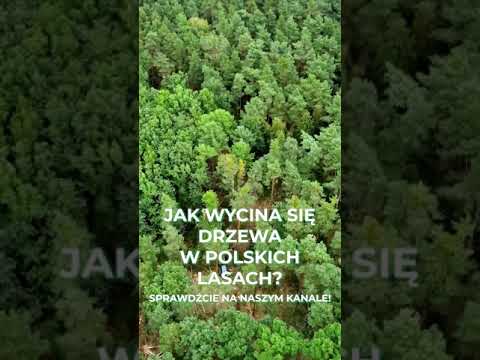 Wideo: Czy potrafisz wyciąć z drzewa eukaliptusowego?