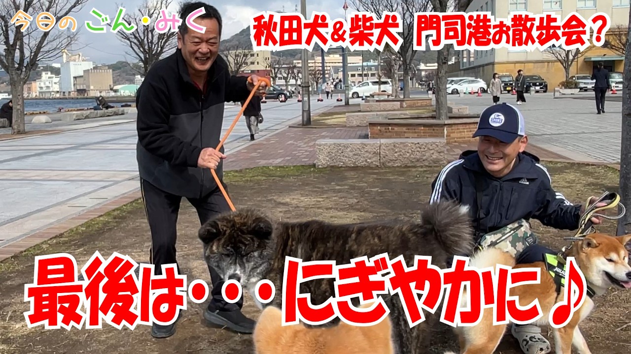 秋田犬＆柴犬　門司港お散歩会？「最後は･･･にぎやかに♪」　今日のごん・みく　秋田犬【ごん・みく チャンネル】