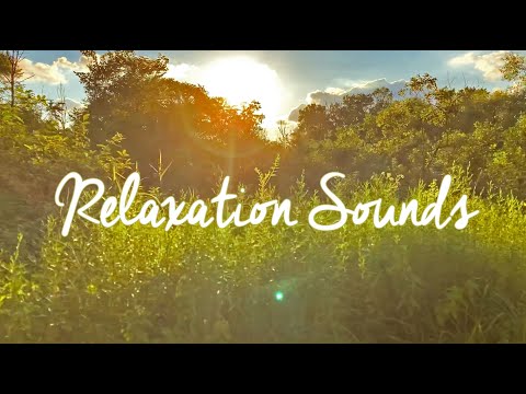 Soothing Relaxation Forest Noises and Ambient Music to Calm Your Stressed Out Mind