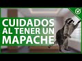  es posible tener como mascota un mapache  riesgos cuidados y consejos 