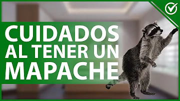 ¿Debo alimentar a los mapaches?